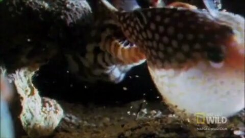 Pufferfish vs Moray Eel