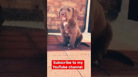 Funny dog videos | Cute dog | Funny videos #shorts #short #viral #youtubeshorts #tiktok #dogs #dog