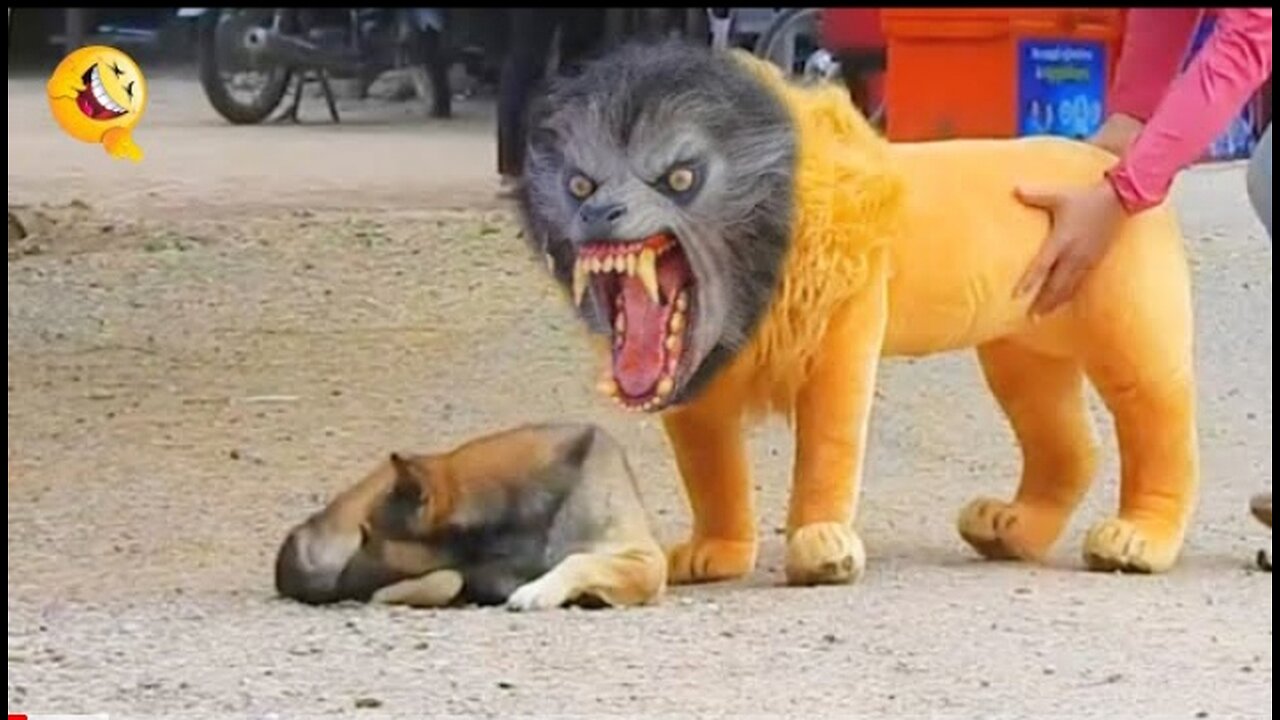 Troll Prank Dog Funny & fake Lion and Fake Tiger Prank To dog & Hug...