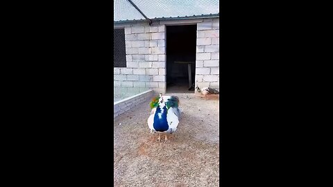 entertainment peacock 🦚