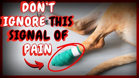 WHY YOU SHOULD NOT DO THIS TO YOUR PET