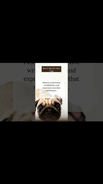 Fascinating Facts about Pugs