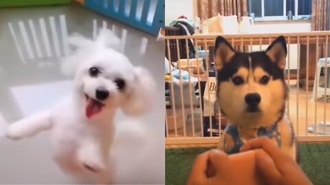 You will laugh at all the DOGS 🤣 Funny DOG Videos 😂🐶