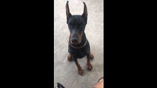 Doberman stands with potus