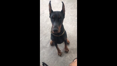 Doberman stands with potus