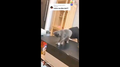 funny human & cat