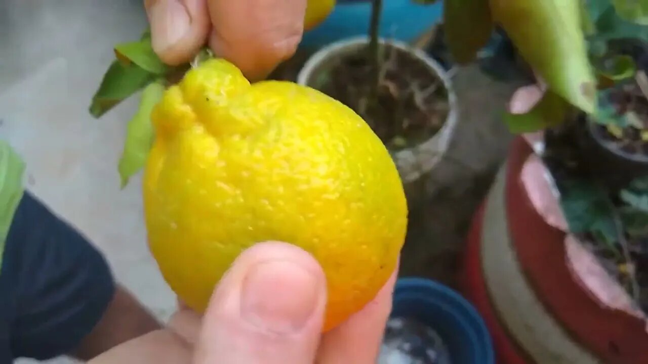 colheita de dekopon em vaso e como plantar de maneira simples e eficiente