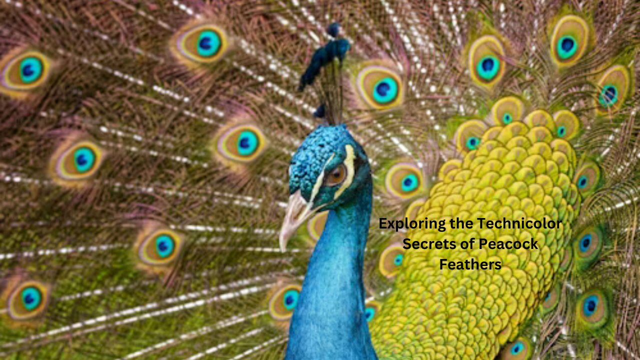 From Light to Flight: Exploring the Technicolor Secrets of Peacock Feathers