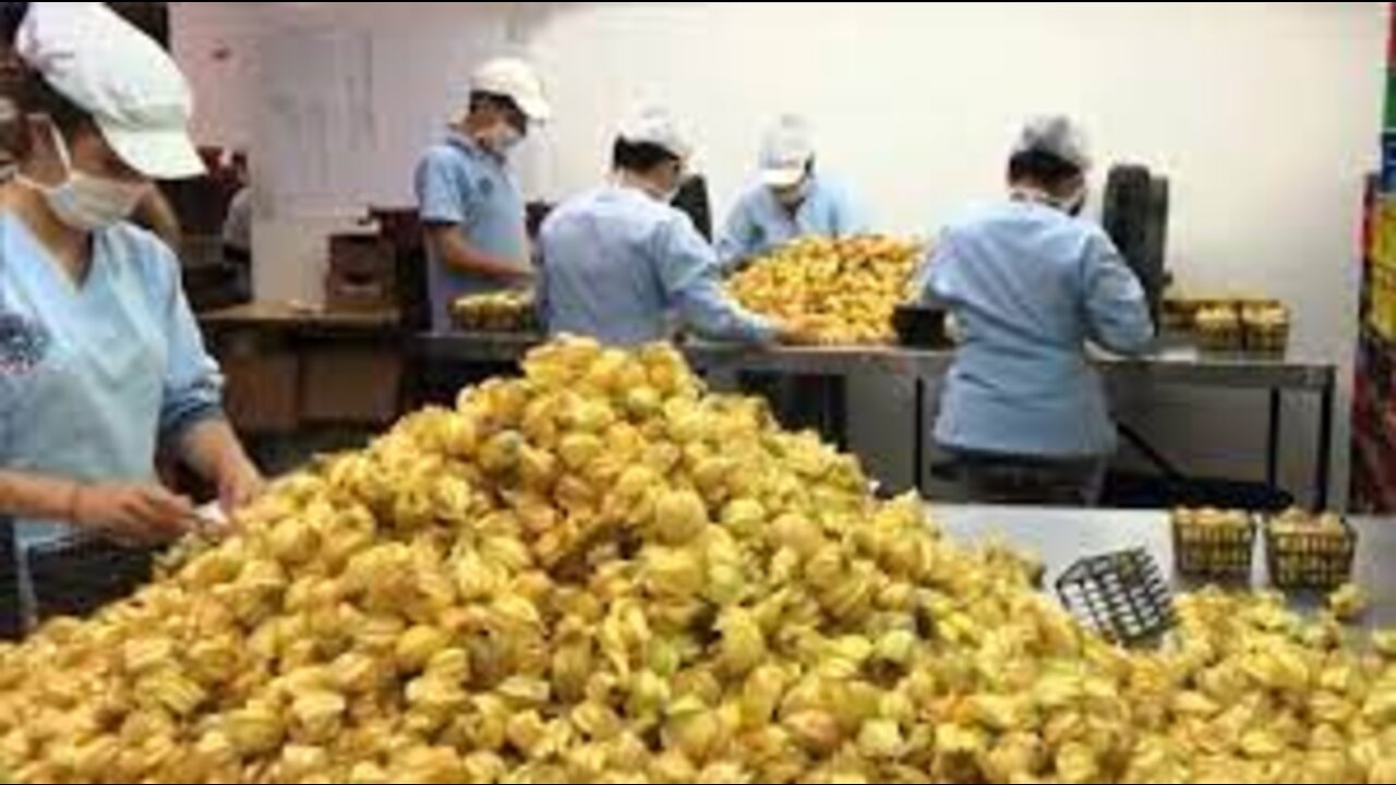 Golden Berry Harvesting Picking and Packing - Amazing Agriculture Golden Berry Farming Technique