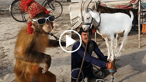 monkey and goat funny video - monkeys 🐒 funny monkey videos