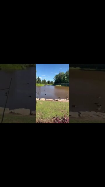 The Pond in Centennial Park Moncton