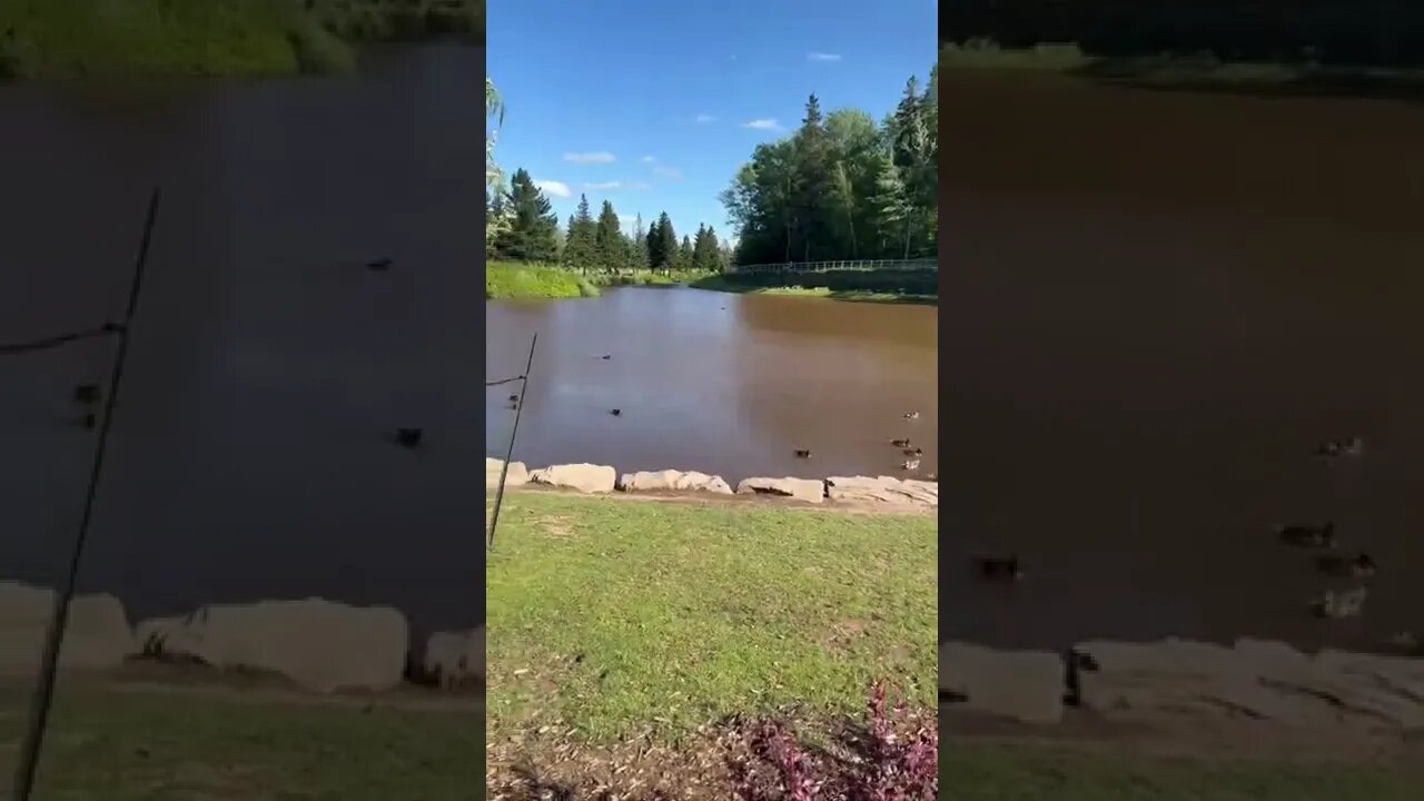 The Pond in Centennial Park Moncton