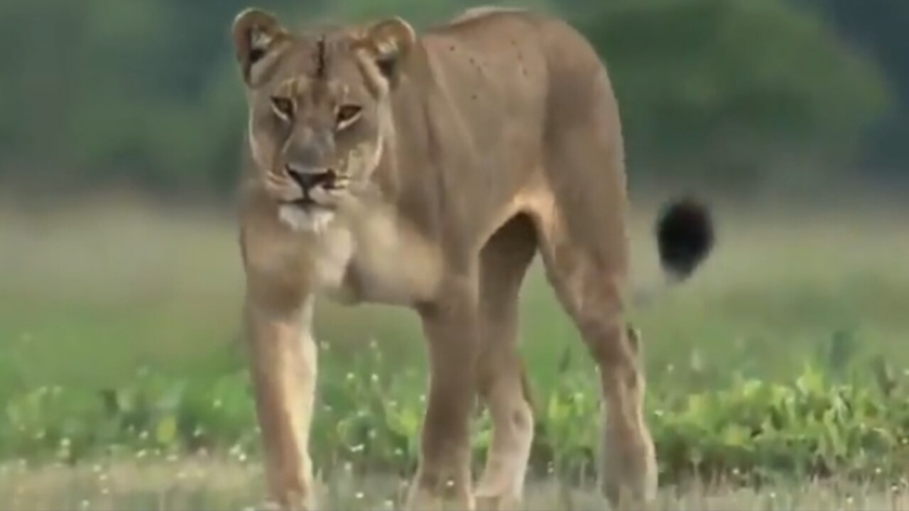 African Lions|National Geographic Documentary -2024