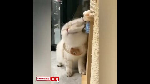 cute cat videos 😹 funny videos 😂1770