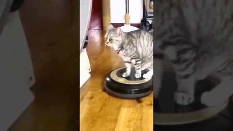 Cat and robot vacuum cleaner/Funny cats/Funny video #shorts