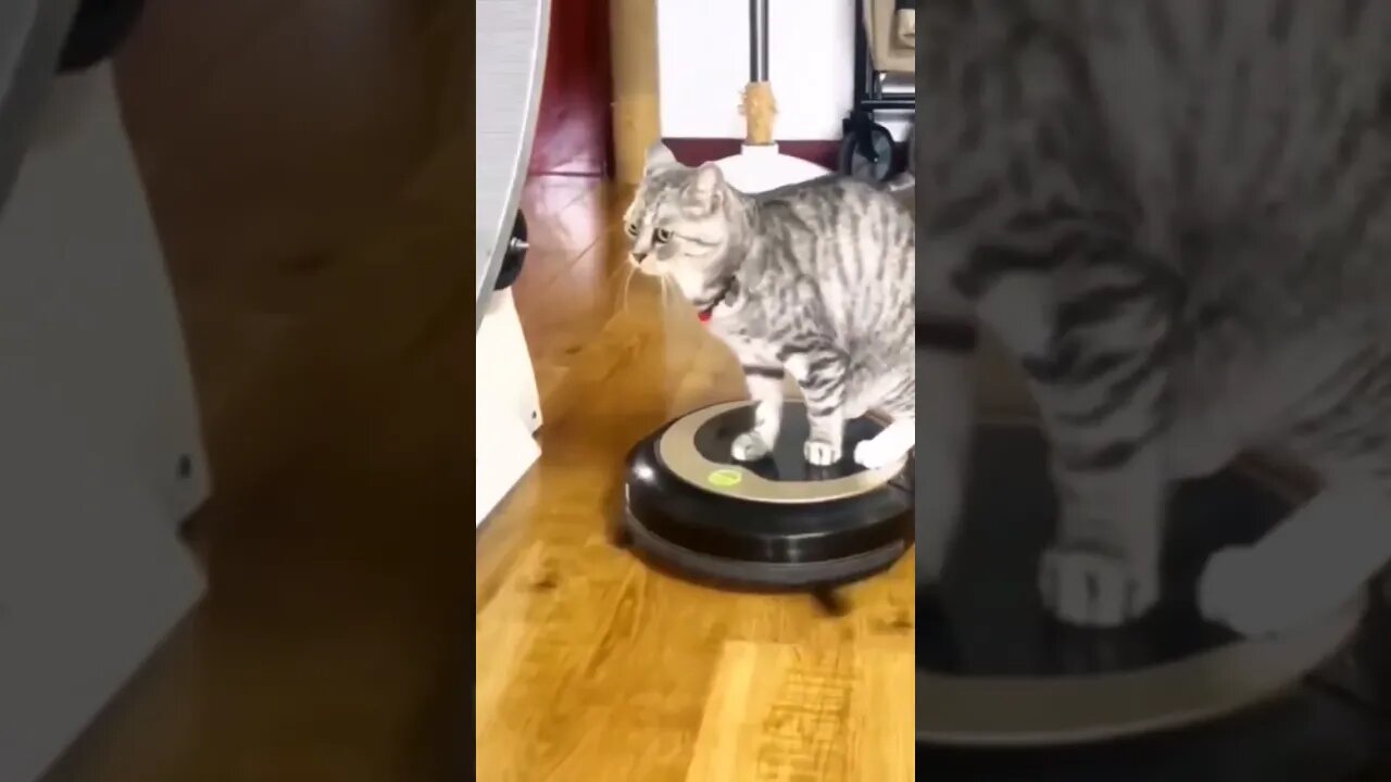 Cat and robot vacuum cleaner/Funny cats/Funny video #shorts