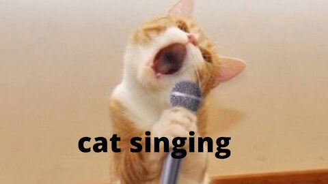 cat singing a song very funny video