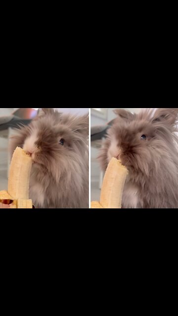 Bunny rabbit adorably chows down on tasty banana