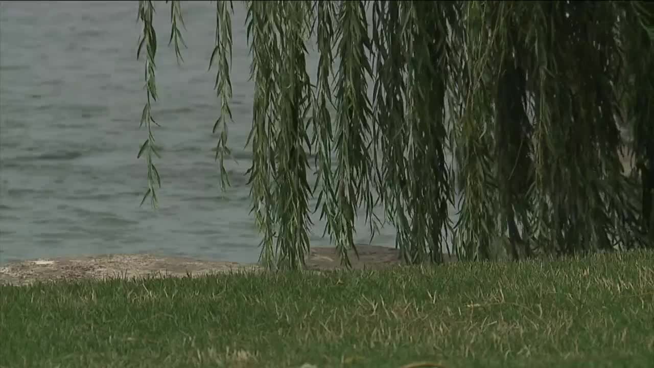 Why Cleveland's weeping willow tree is a local treasure