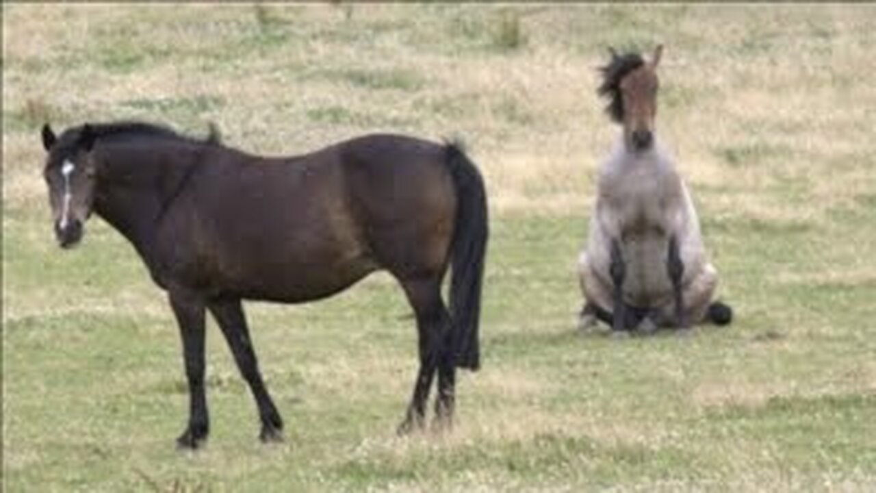 Horses Being Dramatic & Weird For 12 Minutes - Funniest and Cutest Horse Compilation