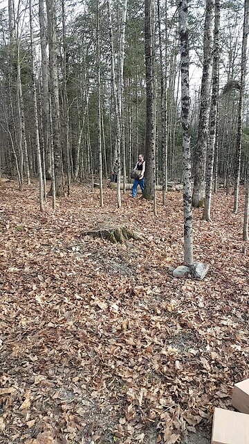 winter wood gathering and clean up