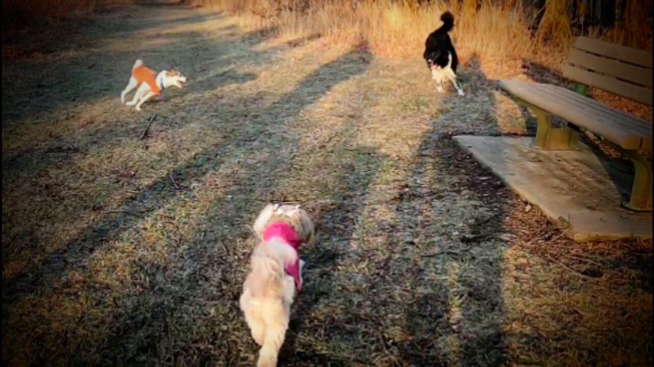 Romp with Goose, Casey and Cooper