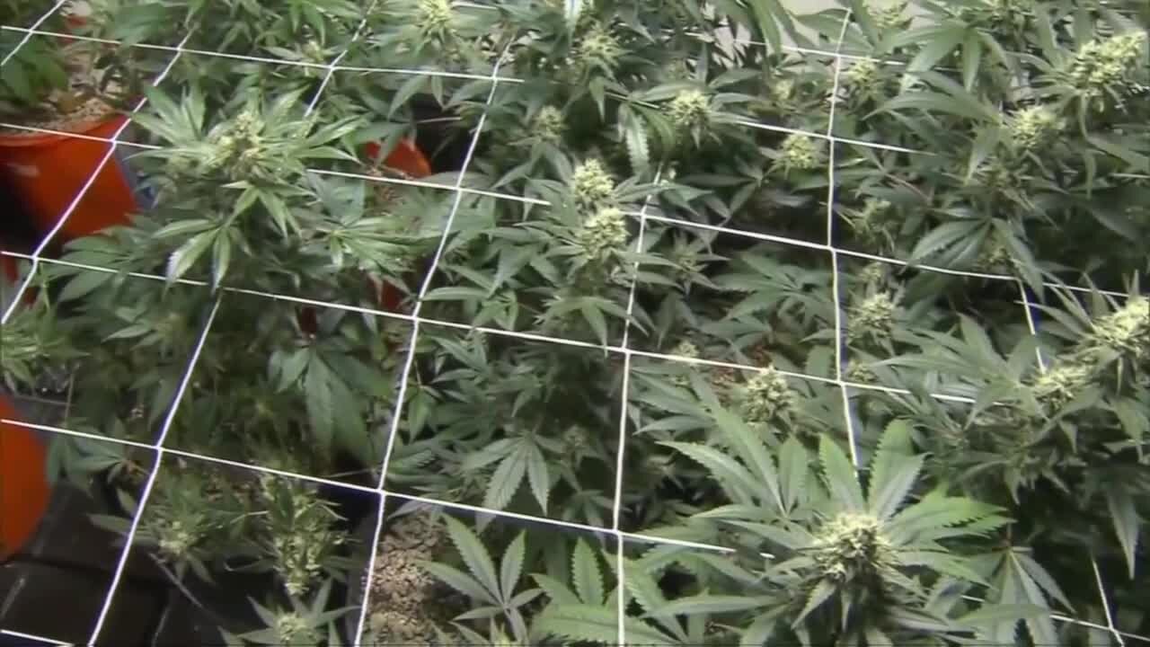 Questions surround the Buffalo Police Department medical marijuana policy