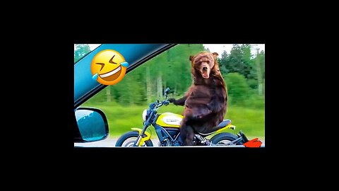 Funny Anima video //2023😇😇///funny dog and cats video