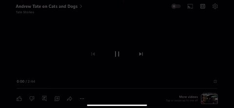 Andrew tate on dogs vs cats