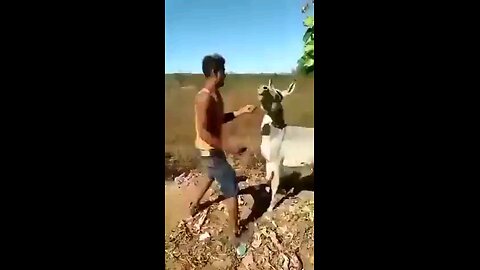 donkey revenge funny videos