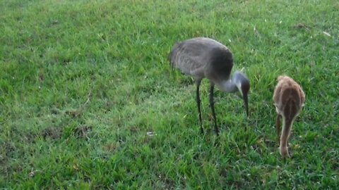 Sandhill Crane Dad and His Colt Eating Corn