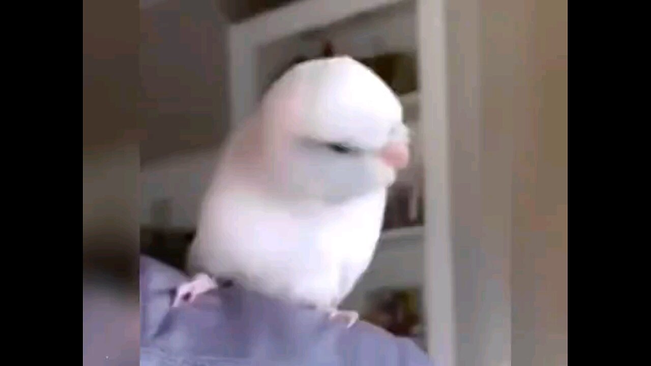 funny parrot