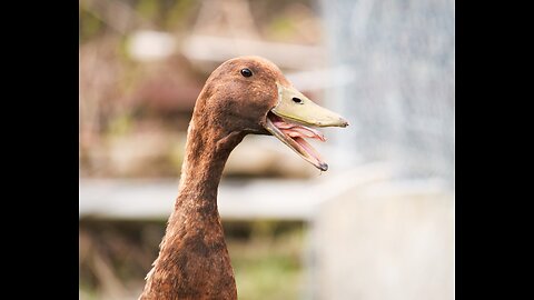 Duck Morning Routine