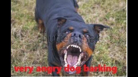 How To Make Dog Become Fully Aggressive With Few Simple Tips