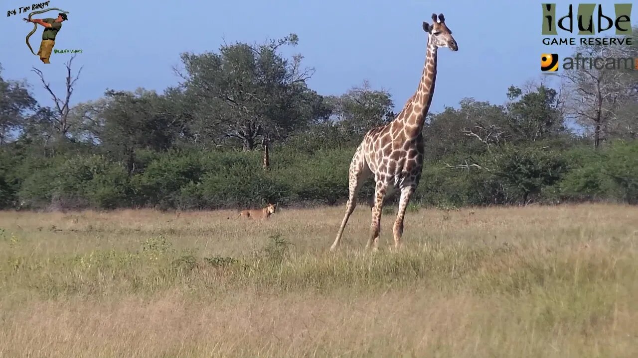 Daughters Of The Mapogo Lions - Rebuilding The Othawa Pride - 37: Stalking Giraffe!