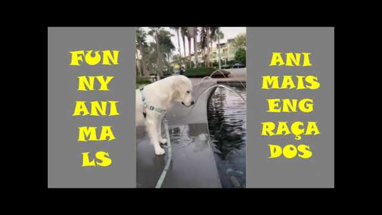 Funny Animals