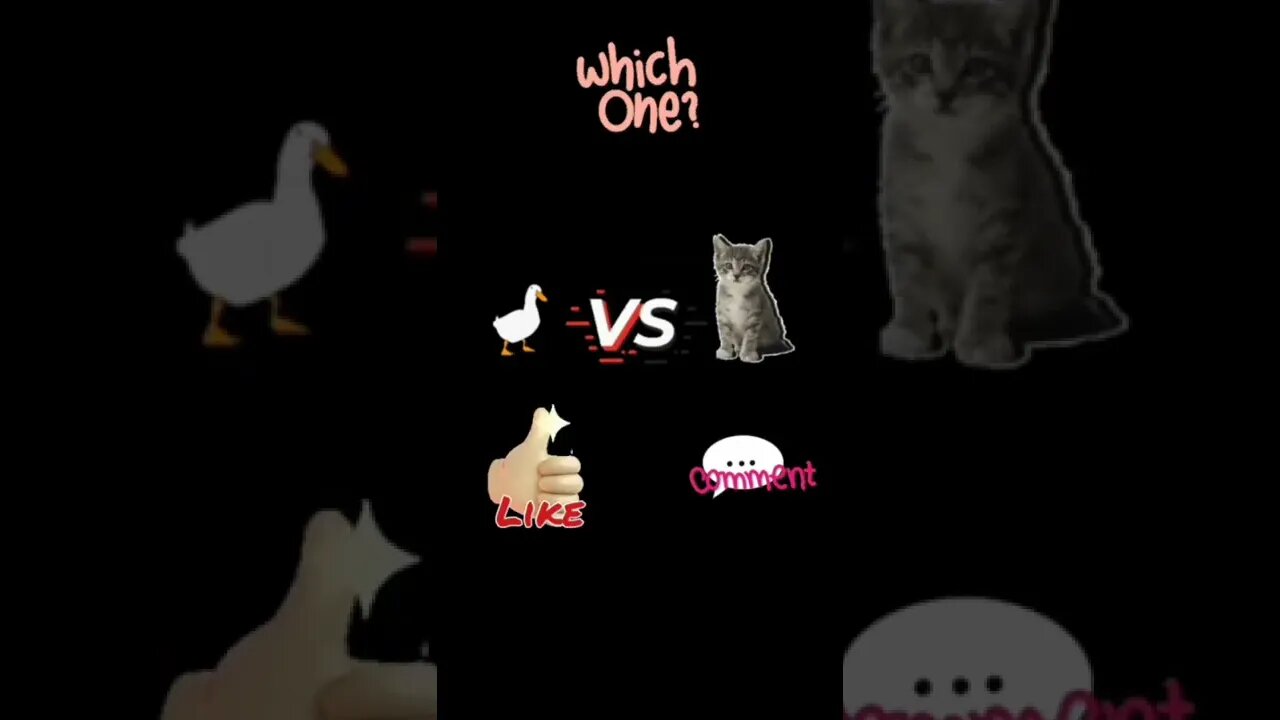 Duck Vs Cat || walking on treadmill