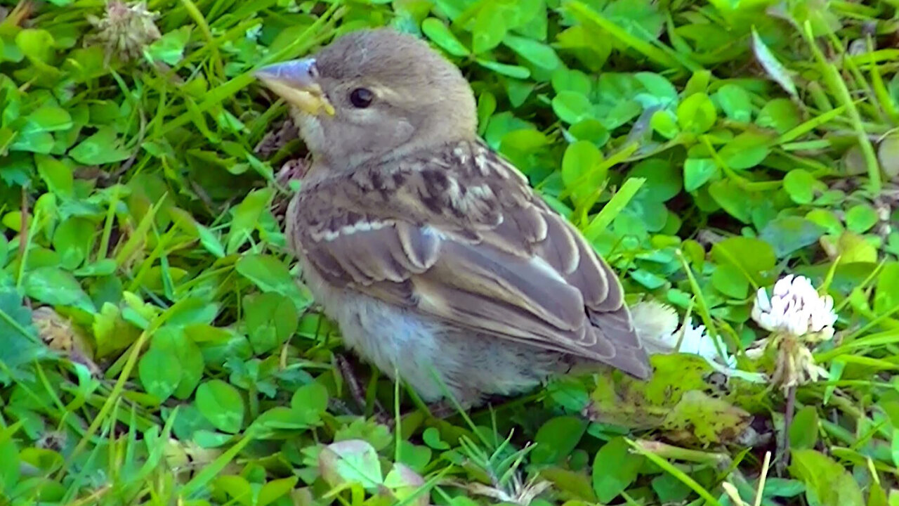 IECV NV #449 - 👀A Baby House Sparrow That Got Out Of The Nest To Soon 🐥7-29-2017