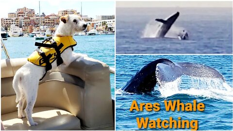 Ares Whale 🐋🐳 watching Jack Russell Terrier