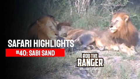 Safari Highlights #40: 29 April - 01 May 2010 | Sabi Sand Nature Reserve | Latest Wildlife Sightings