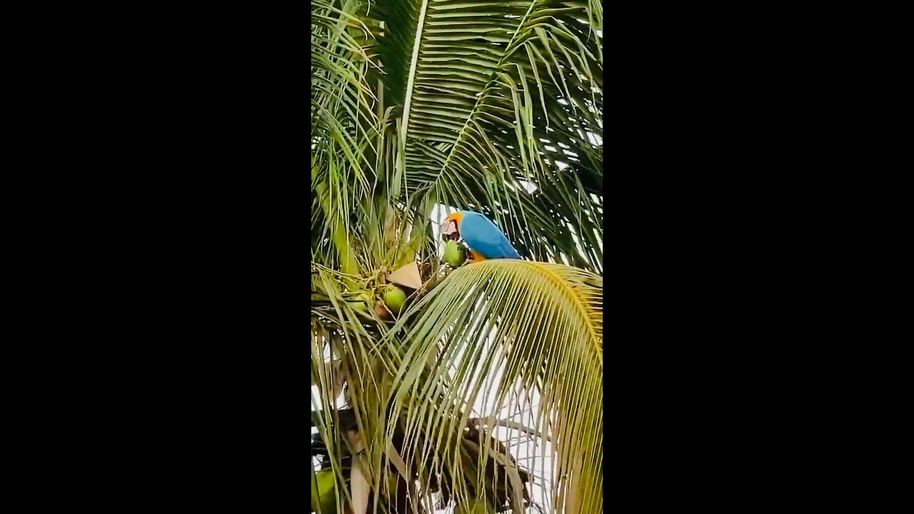 Thirsty Parrot drinking coconut water on coconut tree on its own