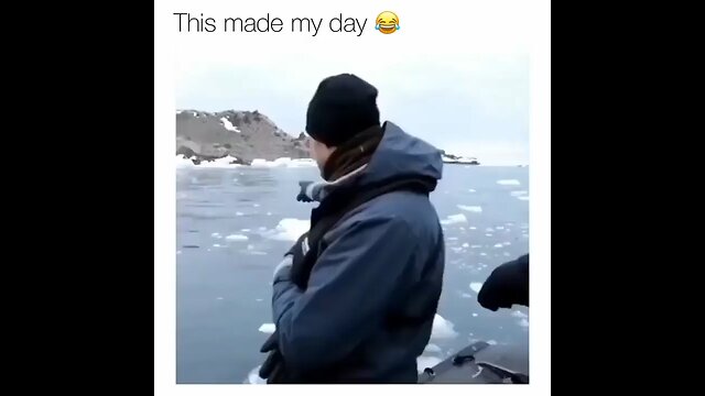 Hilarious penguin 😂😂