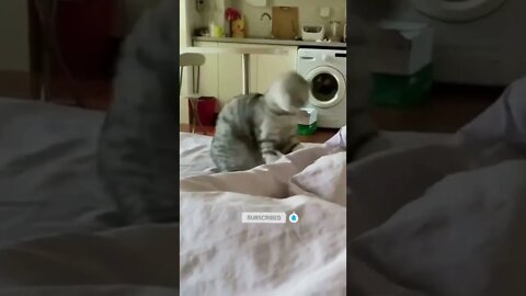 funny cat videos | cute cat videos| cute animals funny cats #shorts #shortsfunny #cutecat #funnycat