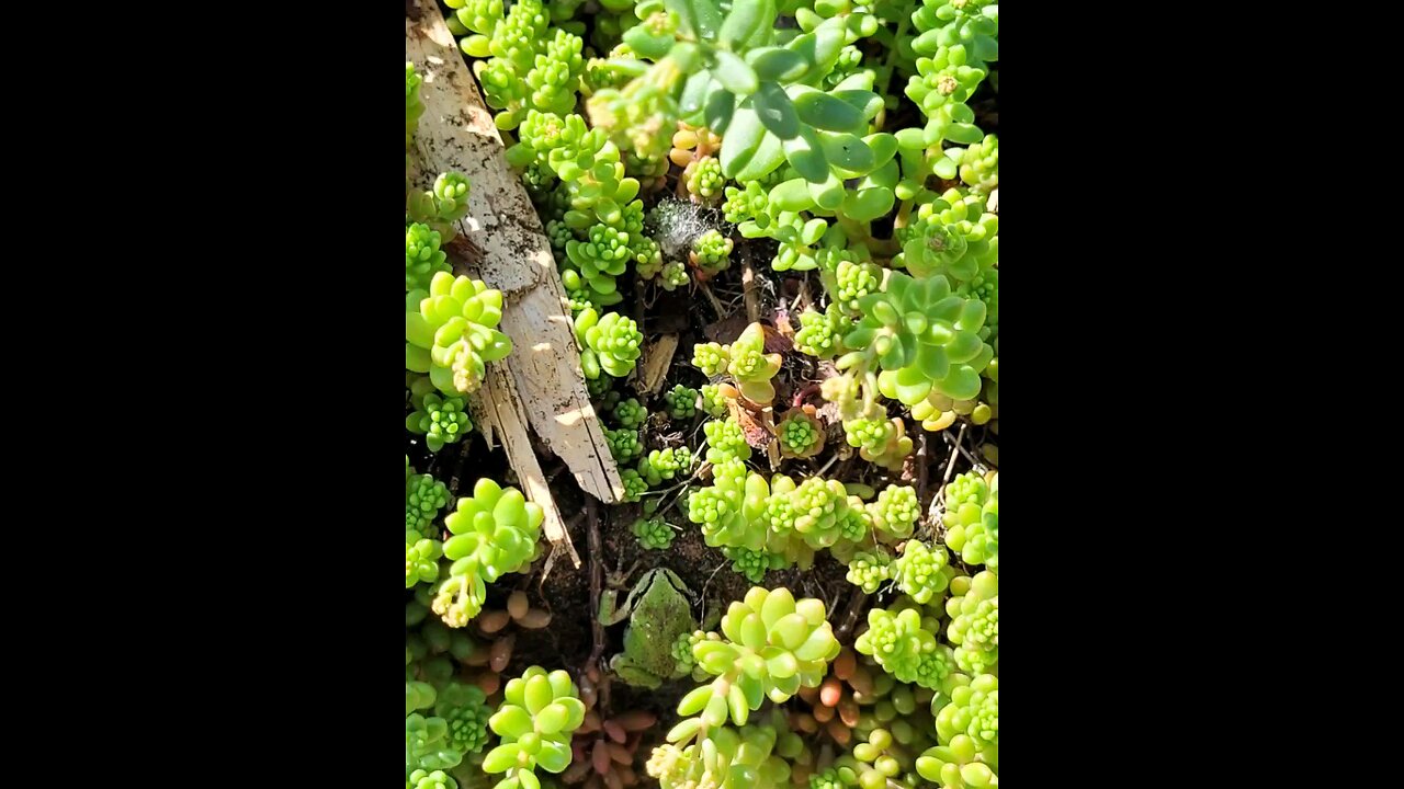 The Morning Walk Of A Tree Frog