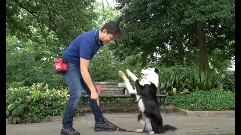 Dog Training Fundamentals (WATCH THIS BEFORE ANY OTHER TRAINING VIDEO)