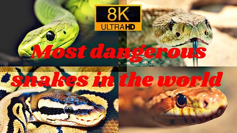 Most Dangerous Snakes in the World