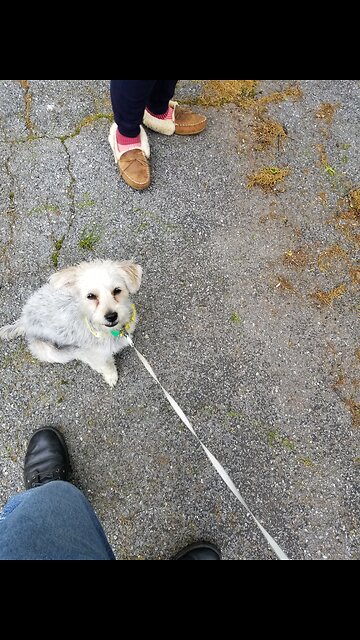 Abby working in a distracted environment.