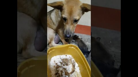Another Blessings : Ayuda ni Mayora : Aspin Chuchay Giving Birth🥰