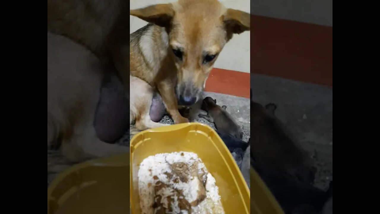 Another Blessings : Ayuda ni Mayora : Aspin Chuchay Giving Birth🥰