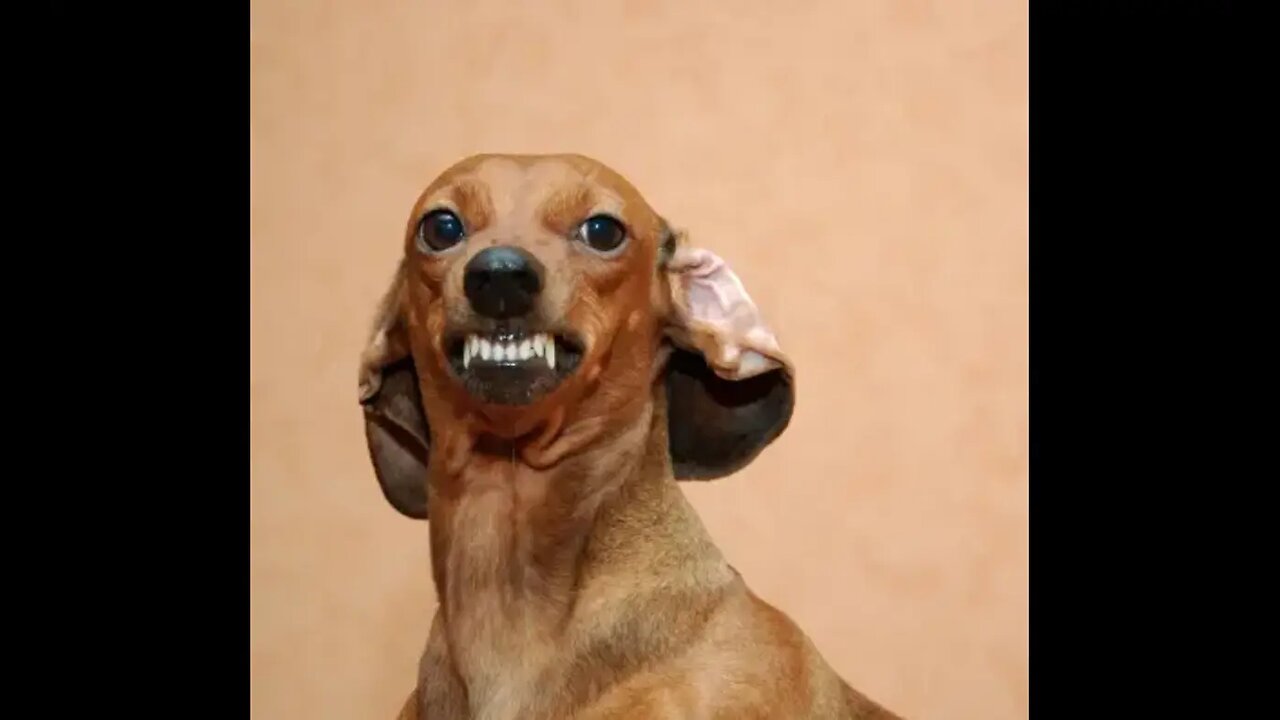 Funny dog’s compilation